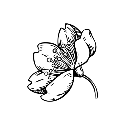 Sakura flower sketch. Cherry blossom vector illustration. Hand-drawn spring design element. NOT AI generated